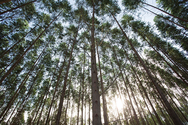 Asia Pulp & Paper acoge favorablemente la evaluacin independiente de su Poltica de Conservacin Forestal realizada por Rainforest Alliance