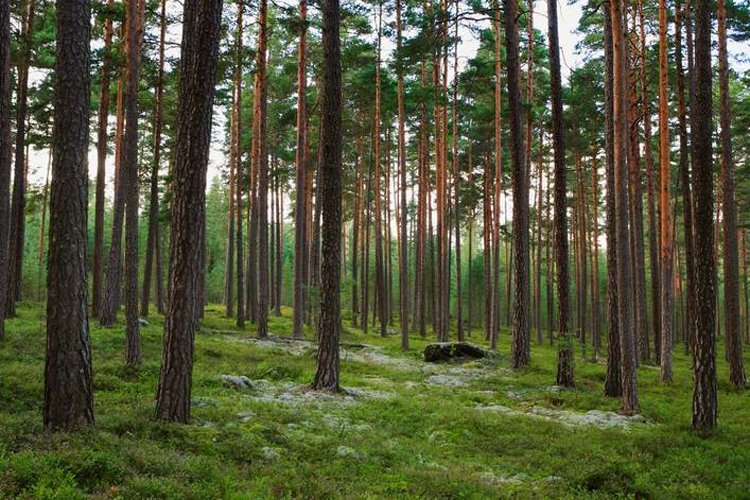 Stora Enso finaliza la reestructuracin de las explotaciones forestales de Bergvik Skog