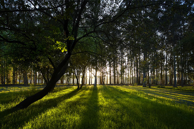 La industria del papel apuesta por la certificación forestal y la descarbonización del sector